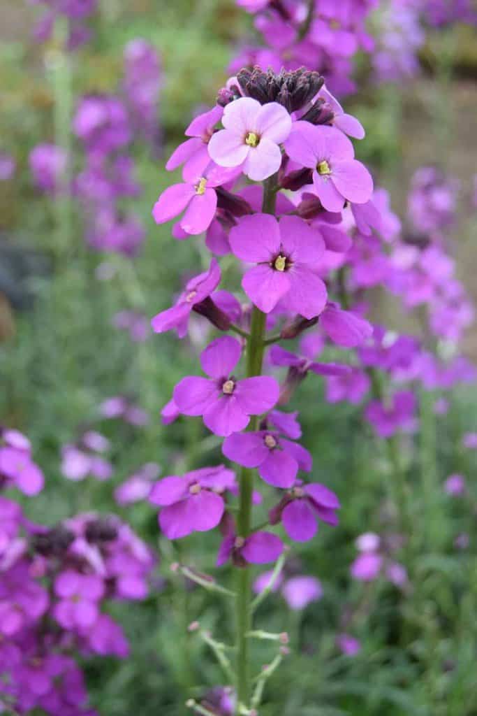 Erysimum 'Bowles' Mauve' ---